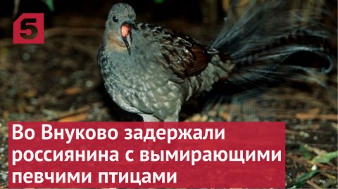 Во Внуково задержали россиянина с вымирающими певчими птицами