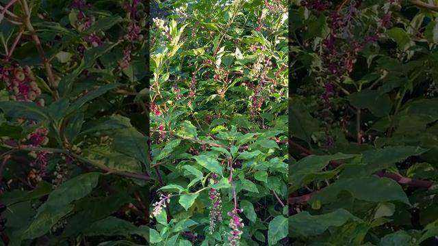 Plant Spotlight - Pokeweed (Phytolacca americana) смотреть онлайн