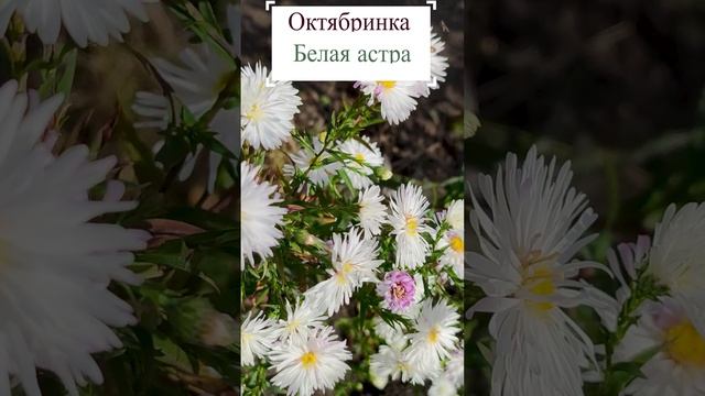 Астра Октябринка.?