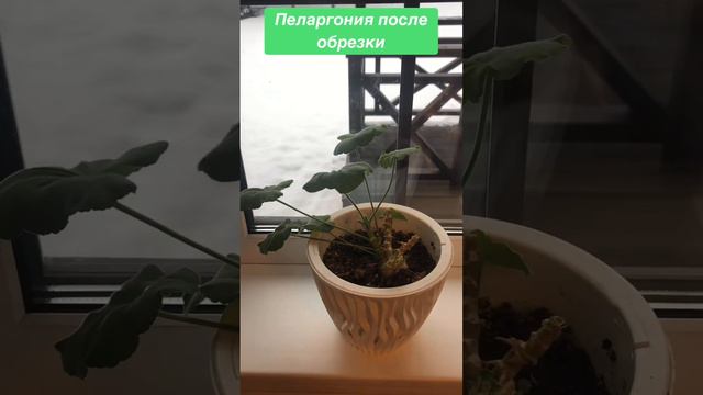 Проснулись спящие почки на пеларгонии после обрезки #plant