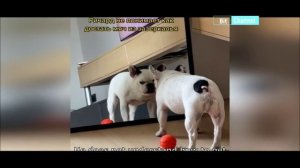 Фэйлы с котами и собаками. Приколы с животными. Эпичные ситуации. Подборка 2023