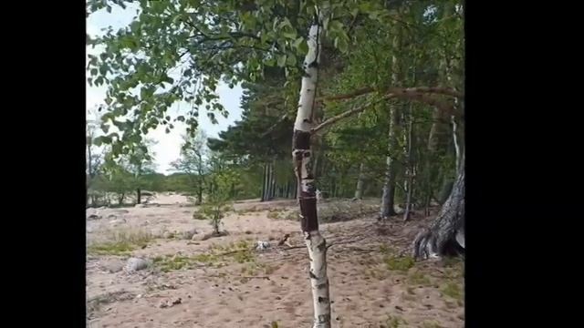 Линия Маннергейма. Начало укрепрайона Инкиля. 27 мая 2023 г.