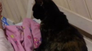 Домашний кот. Один день из жизни домашнего кота.