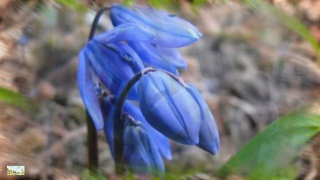 Проліски  Весняна казка. В. Дубініна Закріплюємо прикмети весни, весняні квіти.