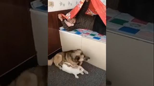 Компиляция милых малышей "Кошки и собаки" # 2 | Забавные животные, милые щенки смотреть онлайн