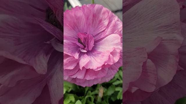 Amazing pink colours ranunculus Mache  pink