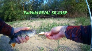 Этот воблер сделал всю рыбалку. Tsuyoki Rival или рыбалка одной приманки.