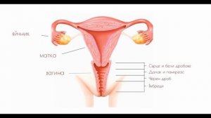 Техника за работа с йони яйца