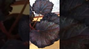 Бегония. Декоративно лиственная бегония. Дастан 8702-477-72-78