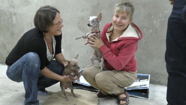 Удивительные собаки. Amazing Dogs. Мексиканская  собака - Ксолоитцкуинтли.