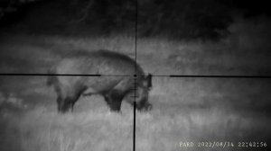 PARD NV007S. 80 mtrs