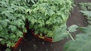 ШТАМБОВЫЙ КУСТ ТОМАТА НЕ ВСЕГДА БЫВАЕТ МАЛЕНЬКИМ.  Видеоурок Ольги Черновой 30 апреля