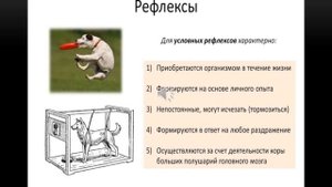 Рефлекторная регуляция