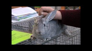 ГНУ НИИ Пушного звероводства и кролиководства