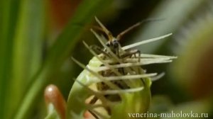 Венерина мухоловка (дионея мусципула)