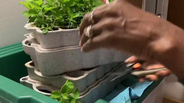 Update on petunia propagation смотреть онлайн