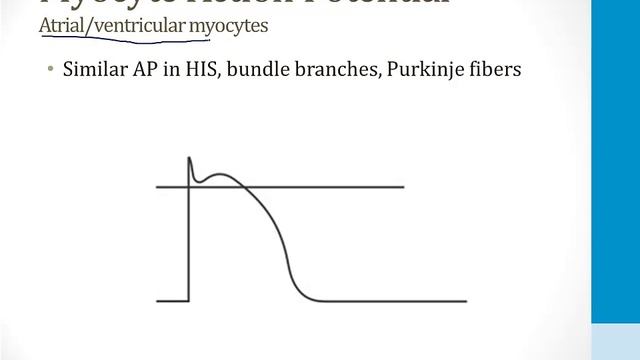 Кардиология USMLE - 4. Аритмии - 1.Потенциалы Сердечного Действия