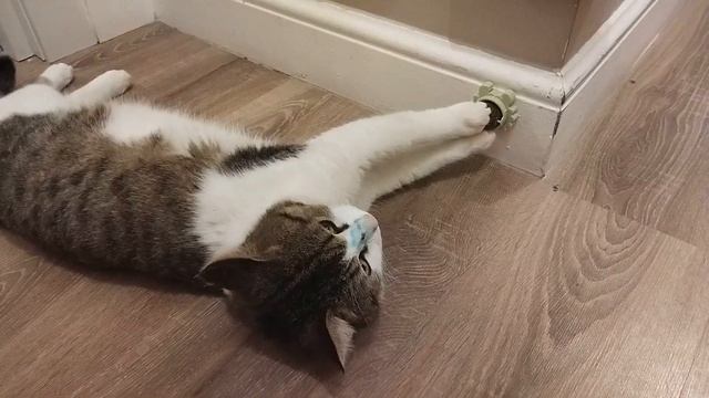 Реакция кота на шарик с кошачьей мятой