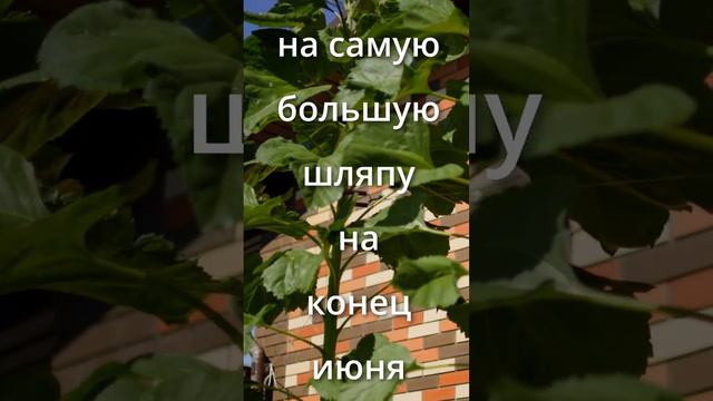 гигантский подсолнух