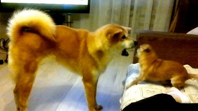 Мезальянс Акита-ину и Чихуа-хуа!!! смотреть онлайн