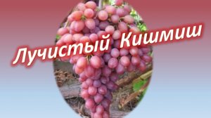Сорт винограда кишмиш Лучистый