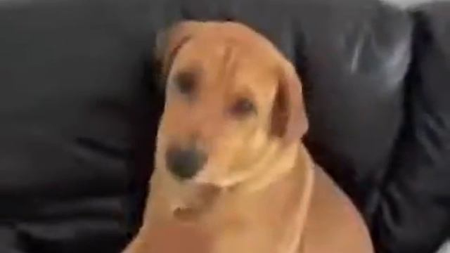 Прикольные животные, мега ржачь!!! Смотреть всем!