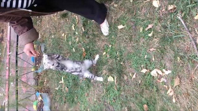 Котёнок необычайшей красоты ищет добрые руки! смотреть онлайн