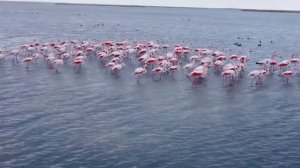 На озеро Караколь вернулись фламинго