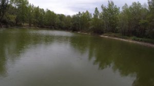 КАРПЫ НА ПОПЛАВОК из гусиного пера. Чуть без удочки не остался. Рыбалка 2022