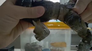 Фигурки хищников ! Хищник Аходник в джунгли (1987) . Хищник Лост (1990) от Neca!