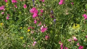 С каких цветов собран мёд?