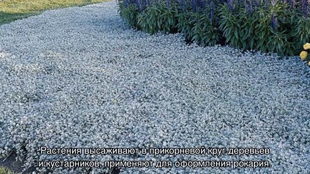 Выращивание дихондры Изумрудный Водопад и Серебристый Водопад смотреть онлайн