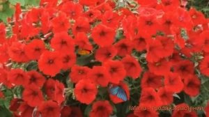 Петуния ампельная Опера Ред (opera red) ? Опера Ред обзор: как сажать, семена петунии Опера Ред