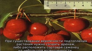 Яблоня Китайка Долго