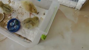 суточные птенцы из магазинных яиц #инкубатор своими руками