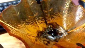 Поджигаем ягоды можжевельника.