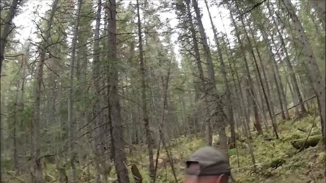 Охота на медведя. 30 сентября 2023 г. смотреть онлайн