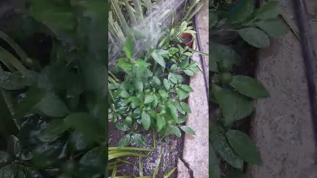 Холодный душ для цитрусовых. смотреть онлайн