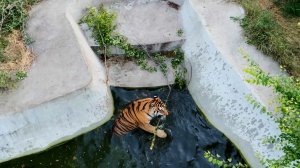 Тигры сломали ПЛАНЫ ЕЖА на побег - ОТЖАЛИ мясо, а потом и "ЛЕСТНИЦУ"! Тайган