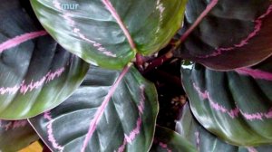 ТОП 10 САМЫХ РЕДКИХ КОМНАТНЫХ РАСТЕНИЙ