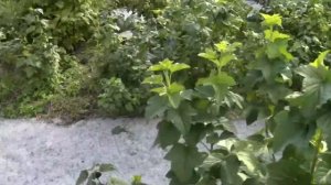 Смородина эбони,венера,биг бен дегустация 05.07.18г