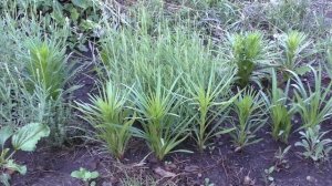 Лиатрис колосковый из семян / Liatris spicata from seeds