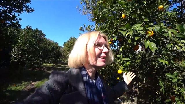 Турция:  Деревня в Аланье. Апельсиновые сады. Фрукты круглый год
