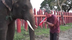 слон играет на кларнете