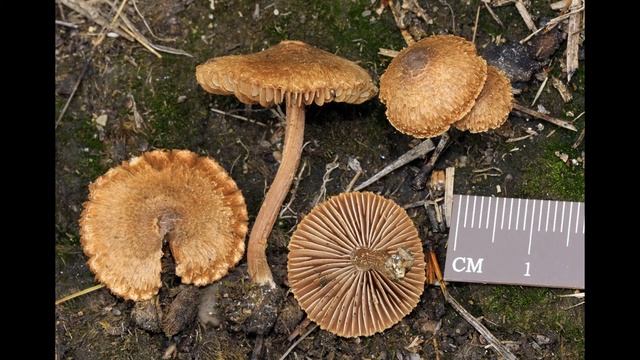 Inocybe calospora смотреть онлайн