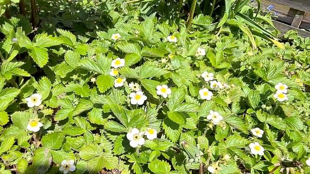 ТЕПЛО ПОДКРАЛСЯ НЕЗАМЕТНО, ГРИЛЮ НА ДАЧЕ, ШАШЛЫК БАШЛЫК, И ВСЁ ТАКОЕ. смотреть онлайн