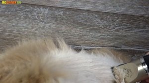 Как постричь кота, обзор машинки Baorun для стрижки животных