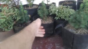 Ёлки Туи как поливать растение в гроубэге #тканевые #горшки #GrowNic