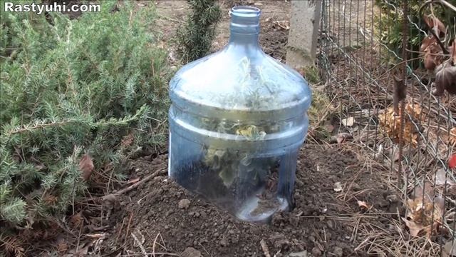 Простое и эффективное укрытие растений на зиму. смотреть онлайн