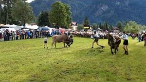 Best of Viehscheid 2017 Bad Hindelang